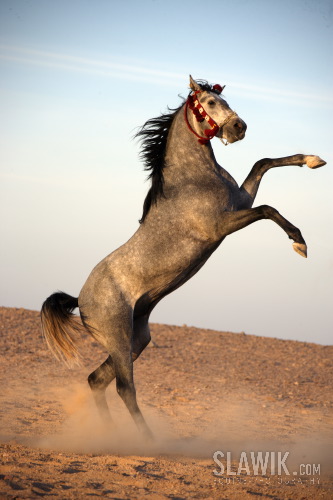 Arab7.JPG