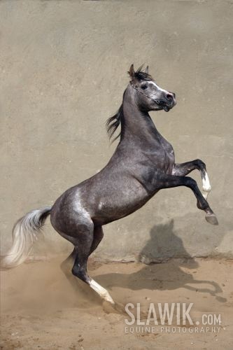 Arab009.JPG