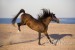 Arabský kôň02.JPG