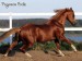 Arabský kôň05.jpg